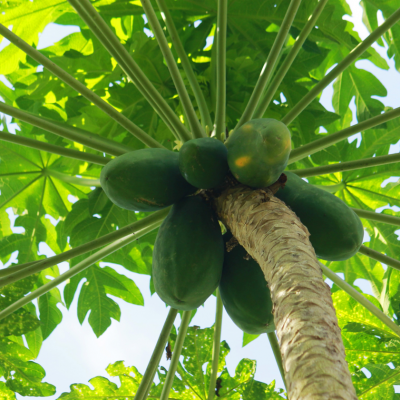papaya tree.jpg.